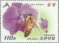 Honeybee (Apis mellifera), orchids