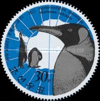 King Penguin (Aptenodytes patagonicus)