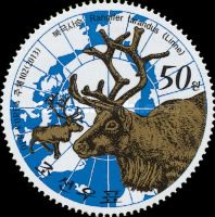 Reindeer (Rangifer tarandus)