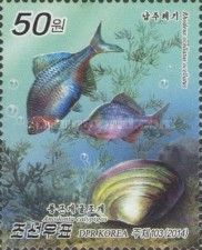 Rhodeus ocellatus & Anodonta calypigos