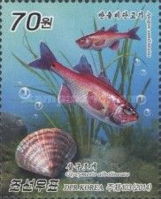 Apogon semilineatus & Glycymeris albolineata