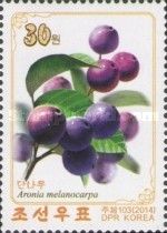 Aronia melanocarpa
