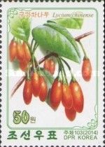 Lycium chinese