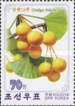 Ginkgo biloba