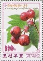 Crataegus pinnatifida var. major