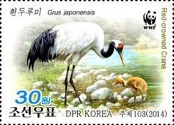 Red-crowned Crane (Grus japonensis)
