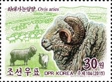 Sheep