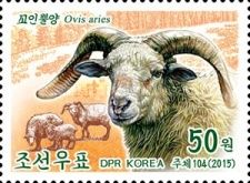 Sheep