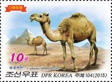 Dromedar (Camelus Dromedarius)