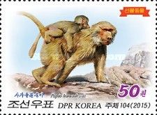 Hamadryas baboon (Papio hamadryas)
