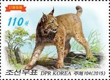 Eurasian lynx (lynx lynx)