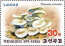 Pleurotus ostratus