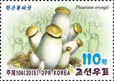 Pleurotus eryngii