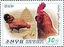 Red Junglefowl Gallus gallus
