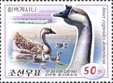 Swan Goose Anser cygnoides