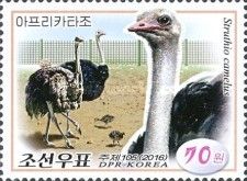 Ostrich (Struthio camelus)