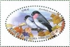Eurasian Bullfinch (Pyrrhula pyrrhula)