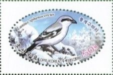 Chinese Gray Shrike (Lanius sphenocercus)