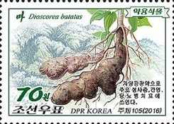 Dioscorea batatas