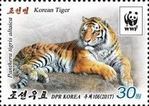 Korean Tiger (Panthera tigris altaica)