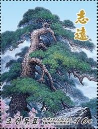 Red pine (Pinus densiflora)