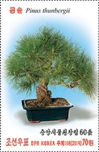 Japanese Black Pine (Pinus thunbergii)