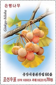 Gingko Biloba Fruit