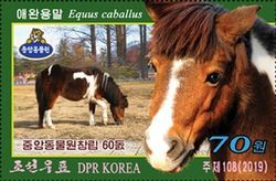 Horse (Equus caballus)