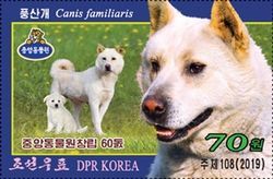 Dog (Canis familiaris)