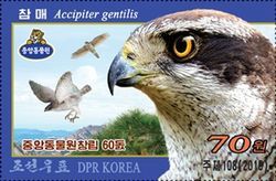 Northern Goshawk (Accipiter gentilis)