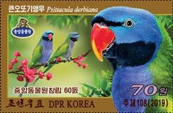 Lord Derby's Parakeet (Psittacula derbiana),