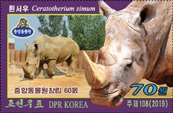 White rhinoceros (Ceratotherium simum)