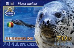 Harbour Seal (Phoca vitulina)