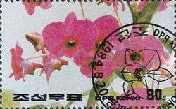 Kimilsung Flower