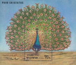 Indian Peafowl (Pavo cristatus)
