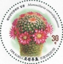 Flowering Cacti