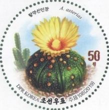 Flowering Cacti