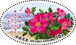 Sweet Brier (Rosa rubiginosa)