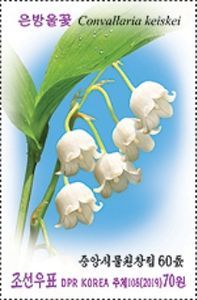 Lily of the Valley (Convallaria keiskei)