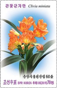 Bush Lily (Clivia miniata)