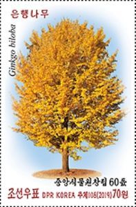 Gingko Biloba Tree