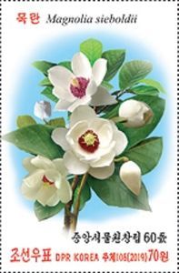 Oyama Magnolia (Magnolia sieboldii)