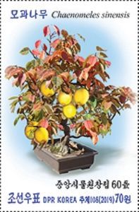 Chinese Quince (Chaenomeles sinensis)