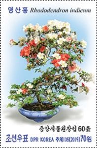 Rhododendron indicum