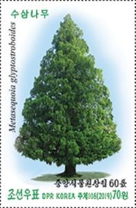 Dawn Redwood (Metasequoia glyptostroboides)