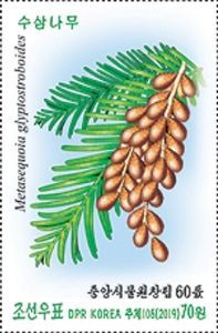 Dawn Redwood (Metasequoia glyptostroboides)