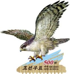 Goshawk