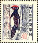 Tristram’s Woodpecker (Dryocopus javensis richardsi)