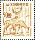 Sika Deer (Cervus nippon)