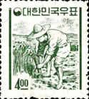 Rice Farmer